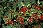 Crataegus monogyna Hawthorn or May Tree