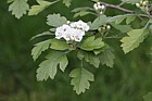 Crataegus nigra Hungarian hawthorn