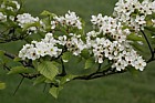 Crataegus submollis