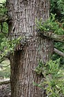 Cryptomaria japonica 'Aurescens'