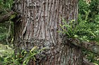 Cryptomaria japonica 'Aurescens'
