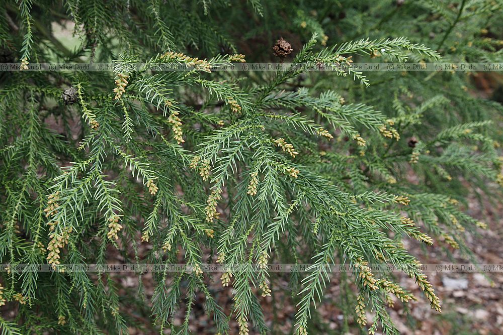 Cryptomeria japonica