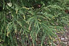 Cryptomeria japonica