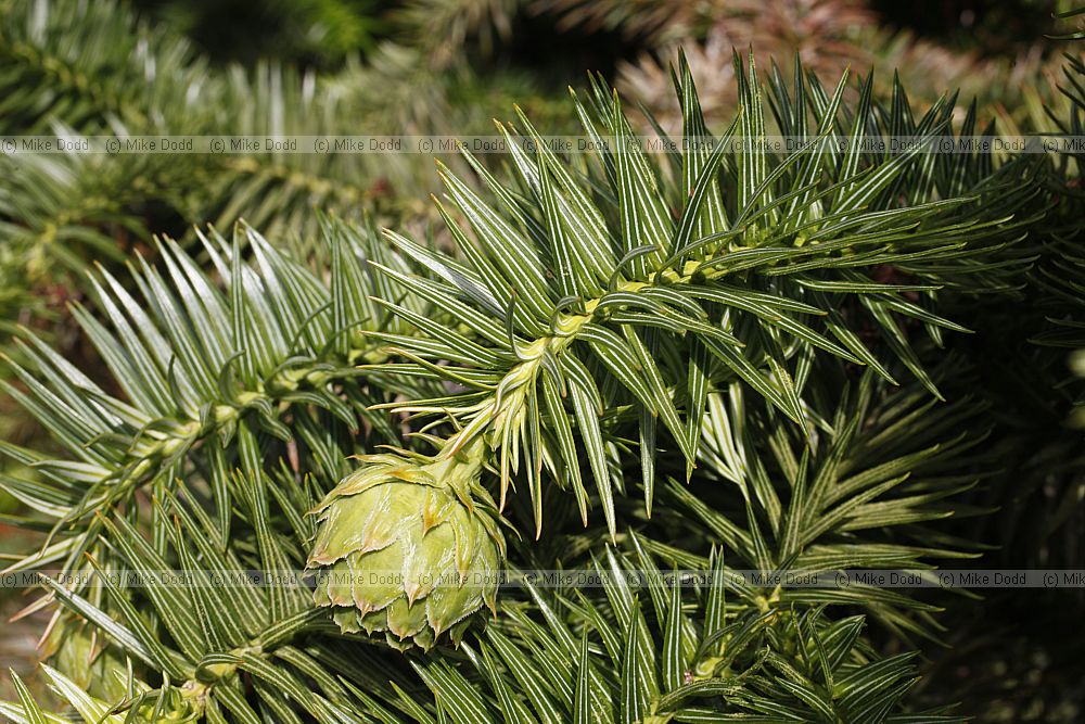 Cunninghamia lanceolata Chinese Fir