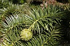 Cunninghamia lanceolata Chinese Fir
