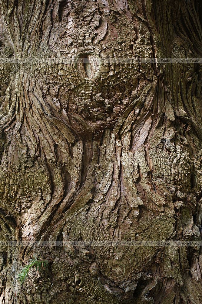Cunninghamia lanceolata Chinese Fir