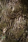 Cunninghamia lanceolata Chinese Fir