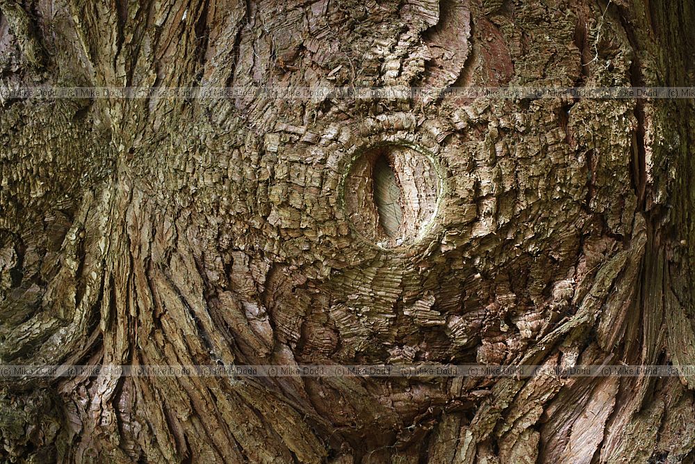 Cunninghamia lanceolata Chinese Fir