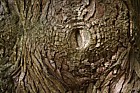 Cunninghamia lanceolata Chinese Fir