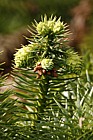 Cunninghamia lanceolata Chinese Fir