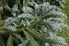 Cunninghamia lanceolata 'Glauca' Chinese Fir cv