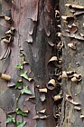 Cupressus guadalupensis
