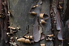 Cupressus guadalupensis