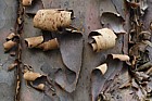 Cupressus guadalupensis