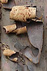 Cupressus guadalupensis