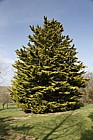 Cupressus macrocarpa Golden Pillar