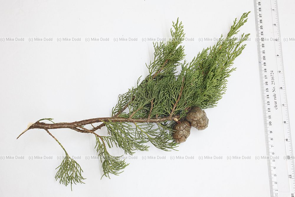 Cupressus sempervirens f. stricta Italian Cypress
