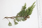 Cupressus sempervirens f. stricta Italian Cypress