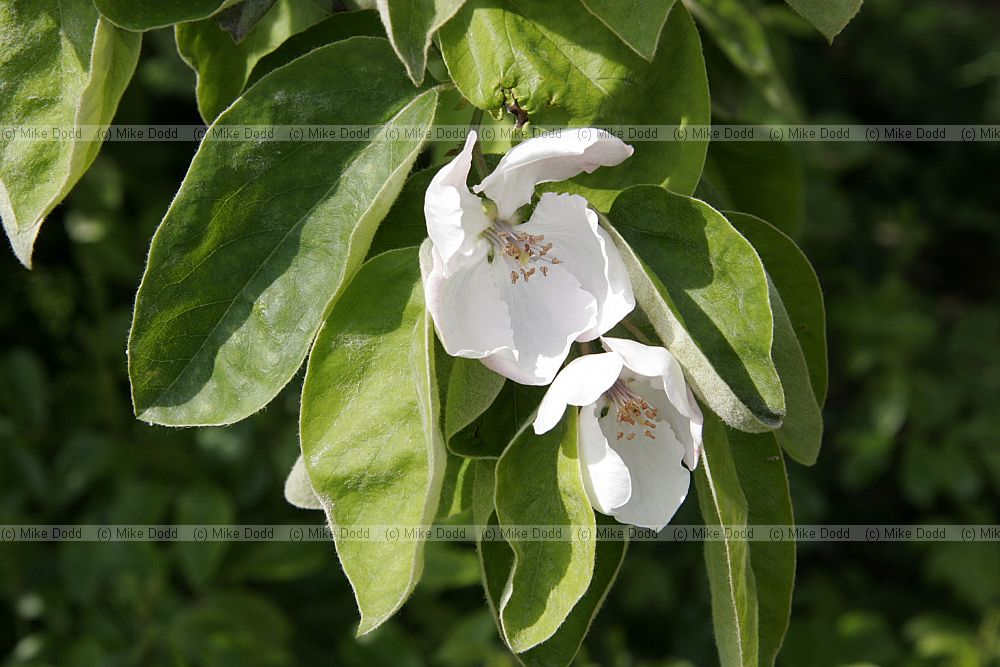 Cydonia oblonga Quince