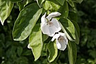 Cydonia oblonga Quince