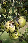 Cydonia oblonga Quince