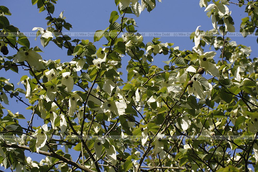 Davidia involucrata Dove Tree