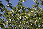 Davidia involucrata Dove Tree