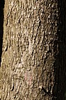 Davidia involucrata Dove Tree