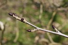 Davidia involucrata Handkerchief Tree