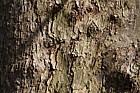 Davidia involucrata Handkerchief Tree