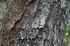 Davidia involucrata var vilmoriniana Pocket-handkerchief Tree