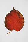 Davidia involucrata Dove Tree