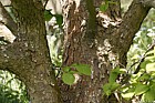 Davidia involucrata var vilmoriniana Handkerchief tree