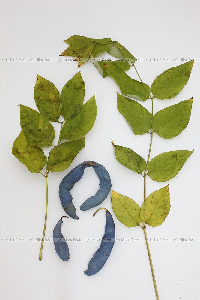 Decaisna fargesii Blue Sausage Tree