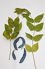 Decaisna fargesii Blue Sausage Tree