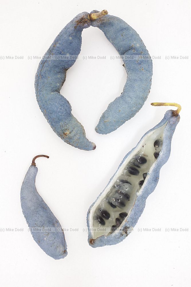 Decaisna fargesii Blue Sausage Tree