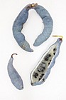 Decaisna fargesii Blue Sausage Tree