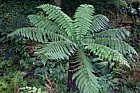 Dicksonia antarctica Soft Tree Fern