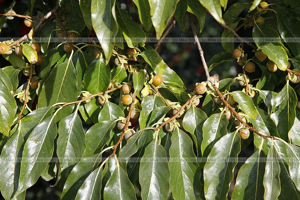 Diospyros lotus Date Plum Ebenaceae