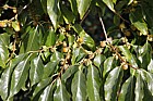 Diospyros lotus Date Plum Ebenaceae