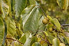 Diospyros virginiana