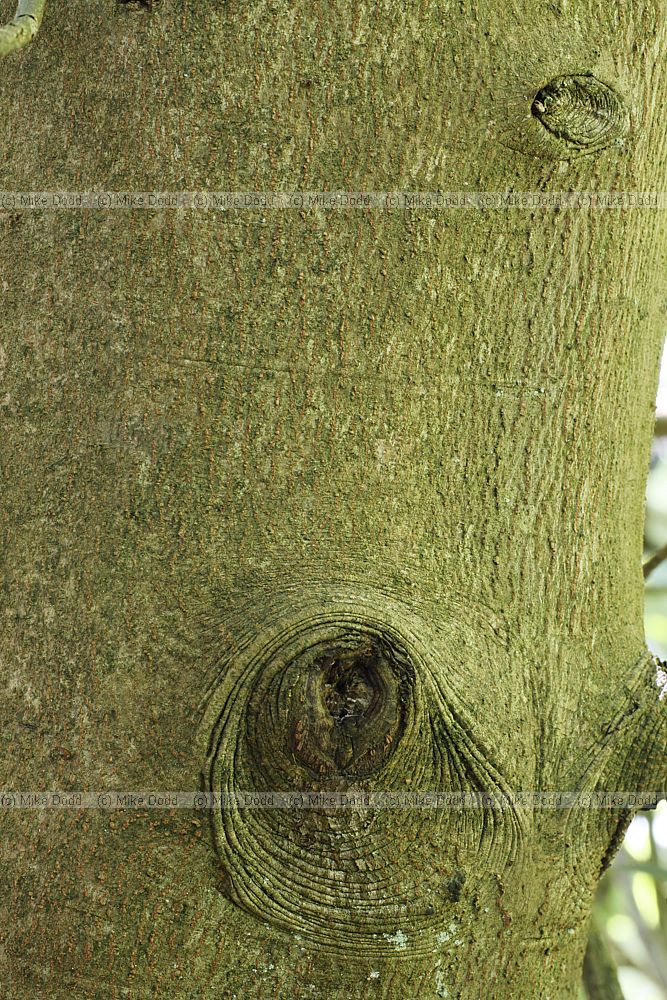 Drimys winteri Winter's bark