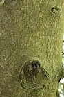 Drimys winteri Winter's bark