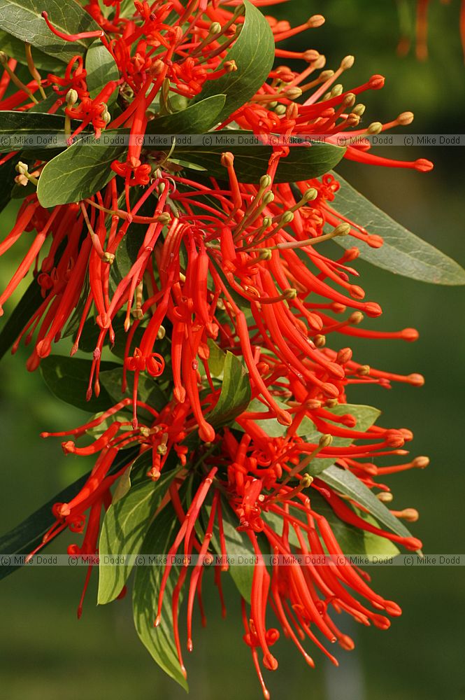 Embothrium coccineum
