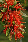Embothrium coccineum