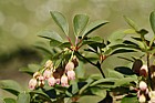 Enkianthus campanulatus