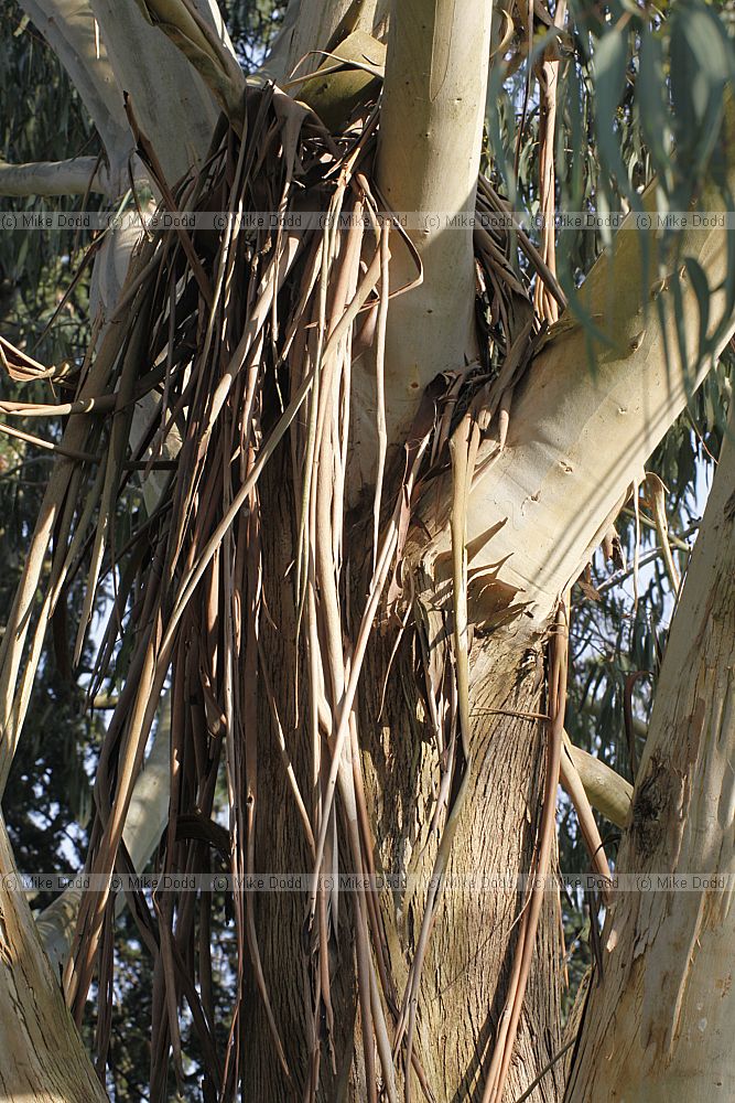Eucalyptus chapmaniana Bogong gum
