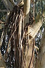 Eucalyptus chapmaniana Bogong gum