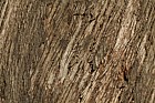Eucalyptus chapmaniana Bogong gum