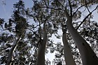 Eucalyptus dalrympleana